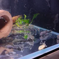 پلکو|ماهی|گرگان, |دیوار