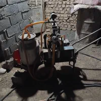 شیردوش گاو  تمیز سالم
