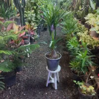 گلهای برگ درشت|گل و گیاه طبیعی|مشهد, حضرت حجت|دیوار