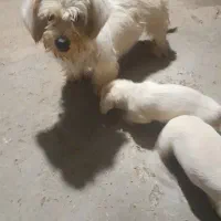 دو عدد توله پا کوتاه نژاد دار