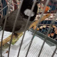 سهره اهوازی نر شاه تخم|پرنده|محمدشهر, علی آباد گونه|دیوار