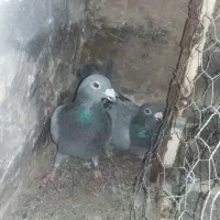 یه جفت سبز پولک المانی پلاکی