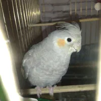 جوجه عروس هلندی نر