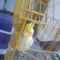 نر ماده عروس هلندی درهویزه