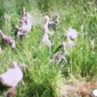 غاز درجه یک و در چهار نژاد برتر لیندا جو جه