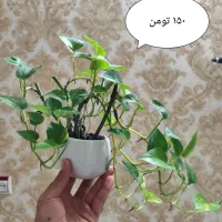 پتوس فرانسوی گل ارزون و جذاب واسه میز کارت|گل و گیاه طبیعی|آمل, |دیوار