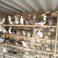 کفتروکبوترپرشی