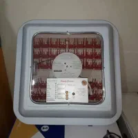 تخم نطفه دار|حیوانات مزرعه|کلاچای, |دیوار