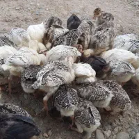 جوجه بوقلمون یک ماهه