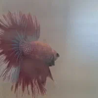 ماهی فایتر