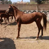 اسب عرب