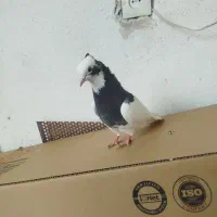 کفتر طوق ماده|پرنده|مرودشت, فرهنگ|دیوار