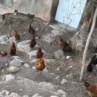 مرغ محلی تخمگذار