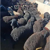 بره پرواری شیشک بره چاق هر عزیزی خاست تماس بگیرید