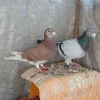 نرو ماده پلاکی