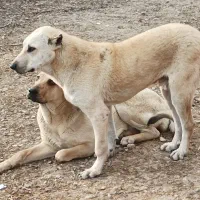 ماده عراقی وتوله پژدر