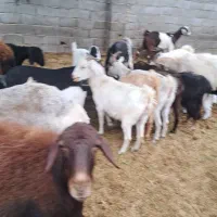 میش وبره بز