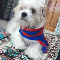 پاپی ناز و بازیگوش