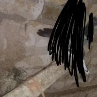 مرغ سالم و تخمی