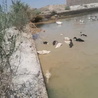 اردک و غاز