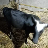 گوساله 8ماهه دورگ محلی|حیوانات مزرعه|رضوانشهر, |دیوار