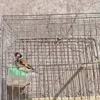 سهره نر|پرنده|باسمنج, |دیوار