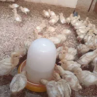 جوجه بوقلمون بیوتی ۱۵روزه|حیوانات مزرعه|رستمکلا, |دیوار