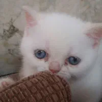 گربه اسکاتیش 2ماهه