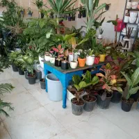 گل  و گلدان|گل و گیاه طبیعی|شاهین دژ, |دیوار