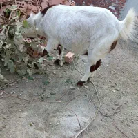 گوسفند آبستن ۴ماه|حیوانات مزرعه|کهنوج, |دیوار