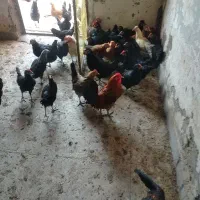 تخم مرغ محلی