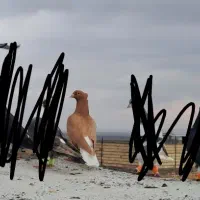 جفت دم سفید هفت رنگ