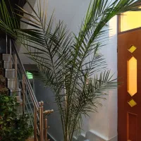 گل نخل فونیکس طبیعی|گل و گیاه طبیعی|بناب, |دیوار