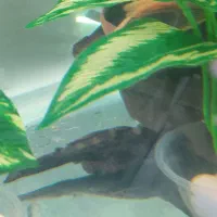 کت ال ۵۹ سایز مولد نر|ماهی|کرمان, |دیوار