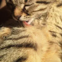 واگذاری گربه نر دوماهه|گربه|اصفهان, باغ فدک|دیوار