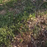 فروش-باغشهری-خالد-آباد