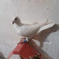 کبوتر سفید 3 تا نر