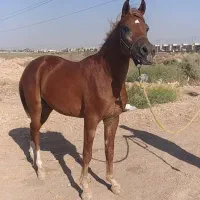 باسلام اسب نریون|اسب و تجهیزات اسب‌سواری|اهواز, کوی مهدیس|دیوار