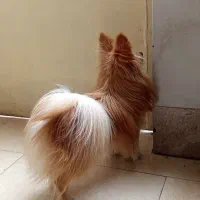 پامر روباهی