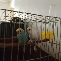 جفت مرغ عشق سالم وسرحال