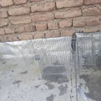 تله سهره و قفس قناری