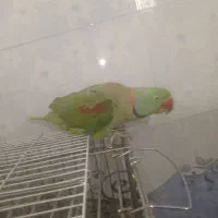 شاه طوطی نر بالغ|پرنده|ملارد, |دیوار