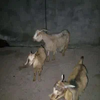 بزوبی
