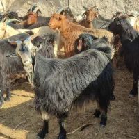 بز ترکی داشتی آبستن