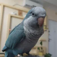 راهب سبز و آبی