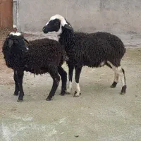 2عدد بره|حیوانات مزرعه|نوشهر, |دیوار