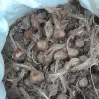 ۶۰ کیلو پیاز زعفران درجه یک بدون صدگرم خاک