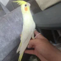 عروس هلندی لوتینو نر ۵ماهه