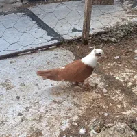 یک جفت کربلای جوجه نر کاکولی و دم‌سفید نر