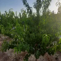 فروش-باغ-در-شاهنامه